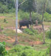 Elephant.jpg (23827 bytes)